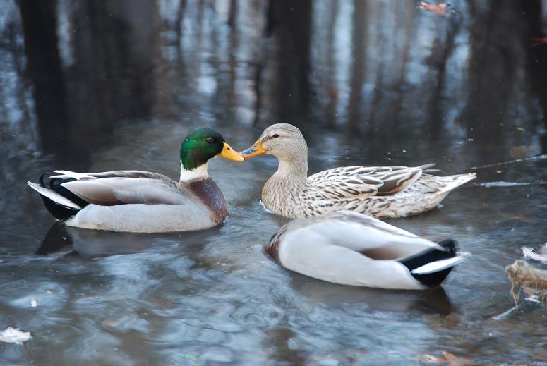 Ducks on creek
