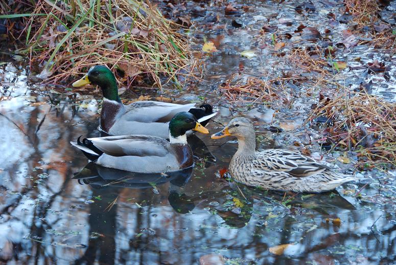 Ducks in the creek
